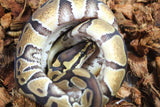 Piton Bola Enchi 66% Het Clown Macho ID R9-06