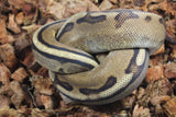Piton Bola Genetic Stripe 66% Het Axanthic VPI Hembra ID R9-07