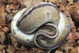 Piton Bola Genetic Stripe 66% Het Axanthic VPI Hembra ID R9-07