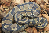 Piton Bola Enchi 66% Het Clown Hembra ID R9-08
