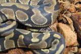 Piton Bola Enchi 66% Het Clown Hembra ID R9-08