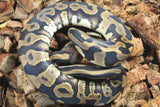 Piton Bola Leopard Macho ID R9-09