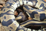 Piton Bola Leopard Macho ID R9-09