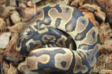 Piton Bola Leopard pos Calico Low White Macho ID R9-13