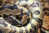 Piton Bola Leopard pos Calico Low White Macho ID R9-13