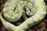 Piton Bola Enchi Butter Hypo MAcho ID R9-14