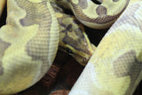 Piton Bola Enchi Butter Hypo MAcho ID R9-14
