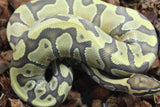 Piton Bola Enchi Chocolate Hypo Macho ID R9-19