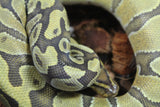 Piton Bola Enchi Chocolate Hypo Macho ID R9-19