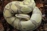 Piton Bola Banana Het Hypo 66% Het Pied Macho ID R8-01