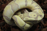 Piton Bola Banana Het Hypo 66% Het Pied Macho ID R8-01