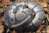 Piton Bola Nominal Het dessert Ghost MAcho ID R8-03