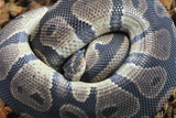 Piton Bola Nominal Het dessert Ghost MAcho ID R8-03