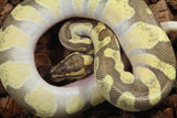 Piton Bola Enchi Butter Macho ID R8-04