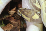 Piton Bola Enchi Butter Macho ID R8-04
