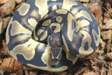 Piton Bola Orange Dream Cinnamon Het Dessert Ghost Macho ID R8-07