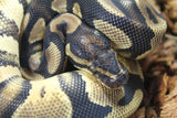 Piton Bola Orange Dream Cinnamon Het Dessert Ghost Macho ID R8-07