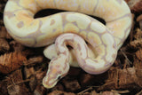 Piton Bola Banana Spider Macho ID R8-11