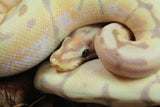 Piton Bola Banana Spider Macho ID R8-11