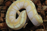 Piton Bola Banana Spider Hembra ID R8-13