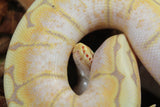 Piton Bola Banana Spider Hembra ID R8-13