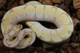 Piton Bola Banana Spider Macho ID R8-14