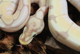 Piton Bola Banana Spider Macho ID R8-14