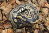 Piton Bola Leopard Mahogany Macho ID R7-03
