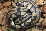 Piton Bola Leopard Mahogany Macho ID R7-03