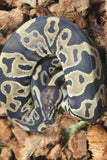 Piton Bola Leopard Hembra ID R7-04