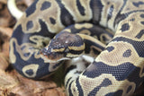 Piton Bola Leopard Hembra ID R7-04