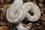 Piton Bola Banana Cinnamon Macho ID R7-06