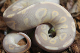 Piton Bola Banana Cinnamon Macho ID R7-06