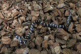 Serpiente Rey de California Bandeada ID RC-01