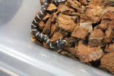 Serpiente Rey de California Bandeada ID RC-01