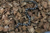 Serpiente Rey de California Bandeada ID RC-02