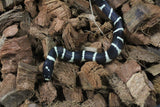 Serpiente Rey de California Bandeada ID RC-02