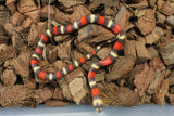 Serpiente Falsa Coral de Puebla ¿Hypo? ID RC-04