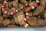 Serpiente Falsa Coral de Puebla ¿Hypo? ID RC-04