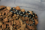 Serpiente Rey de California Bandeada IC RC-05