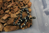 Serpiente Rey de California Bandeada IC RC-05