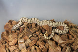 Serpiente Nariz de Cochino (Hognose) Conda Het Pink Pastel Albino Macho ID RC-06