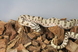 Serpiente Nariz de Cochino (Hognose) Conda Het Pink Pastel Albino Macho ID RC-06