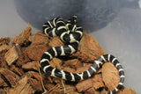 Serpiente Rey de California Bandeada IC RC-07