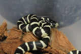 Serpiente Rey de California Bandeada IC RC-07