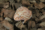 Rana Pacman Strawberry