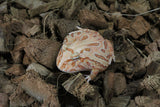 Rana Pacman Strawberry