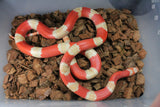 Serpiente Falsa Coral Honduras Albino Macho Adulto ID R1-01