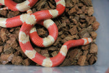Serpiente Falsa Coral Honduras Albino Macho Adulto ID R1-01