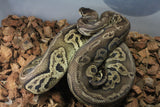 Piton Bola Black Pewter Hembra ID R3-15